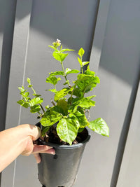 Arabian Jasmine (Sambac) – Fragrant Tropical Plant (1 Gallon)
