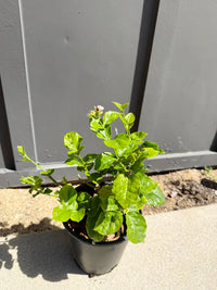 Arabian Jasmine (Sambac) – Fragrant Tropical Plant (1 Gallon)
