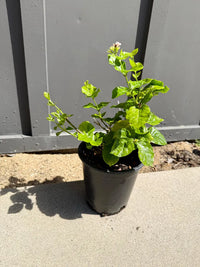 Arabian Jasmine (Sambac) – Fragrant Tropical Plant (1 Gallon)