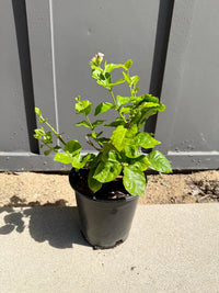 Arabian Jasmine (Sambac) – Fragrant Tropical Plant (1 Gallon)