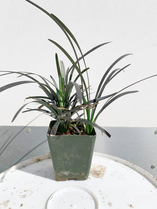 Black Mondo Grass - Monkey Grass in 2" Pot for Fairy Gardens
