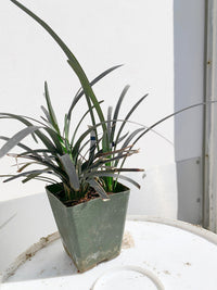 Dwarf Black Mondo Grass – Ornamental Evergreen Ground Cover