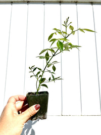 White Bower Vine Plant Garden Climbing Vine White Flower Ornamental Perennial Plant Pandorea Jasminoides Floral Vine Outdoor Starter Plant
