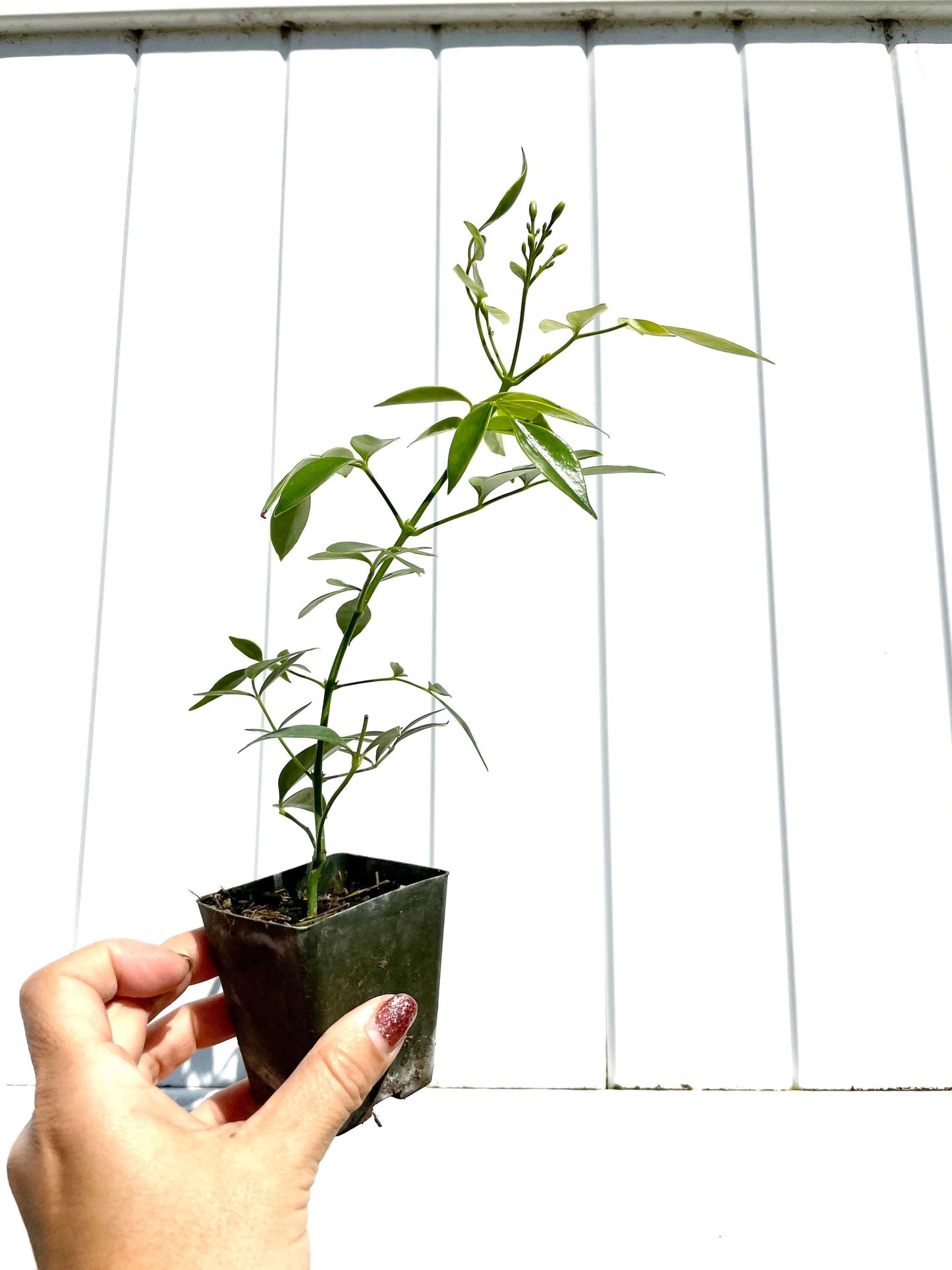 White Bower Vine Plant Garden Climbing Vine White Flower Ornamental Perennial Plant Pandorea Jasminoides Floral Vine Outdoor Starter Plant