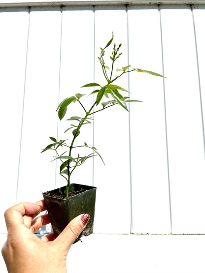 White Bower Vine Plant Garden Climbing Vine White Flower Ornamental Perennial Plant Pandorea Jasminoides Floral Vine Outdoor Starter Plant