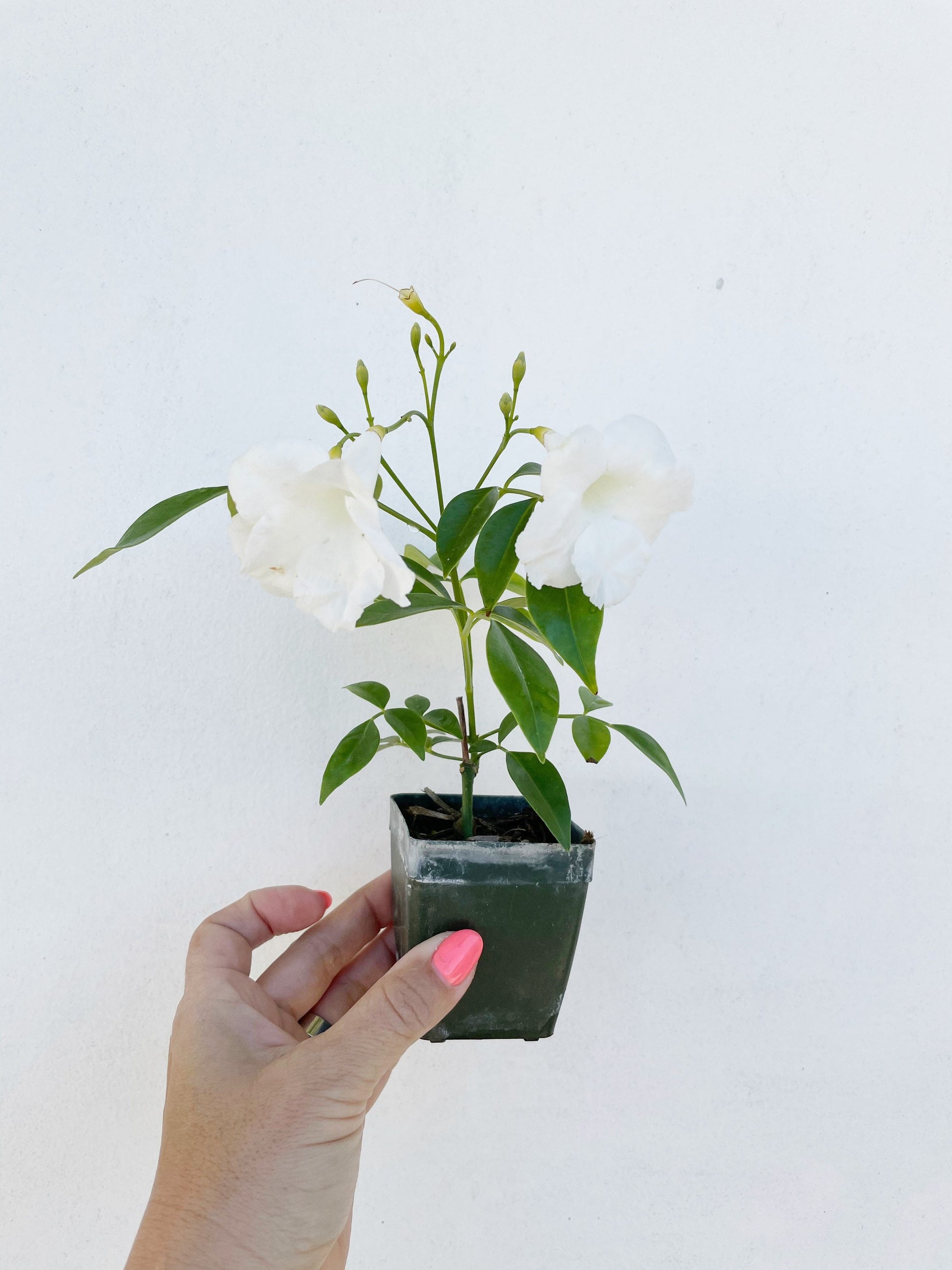 White Bower Vine Plant Garden Climbing Vine White Flower Ornamental Perennial Plant Pandorea Jasminoides Floral Vine Outdoor Starter Plant