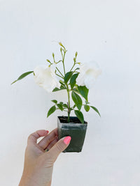 White Bower Vine Plant Garden Climbing Vine White Flower Ornamental Perennial Plant Pandorea Jasminoides Floral Vine Outdoor Starter Plant