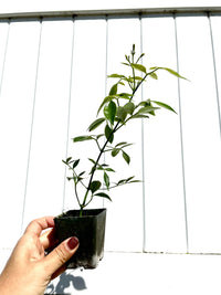 White Bower Vine Plant Garden Climbing Vine White Flower Ornamental Perennial Plant Pandorea Jasminoides Floral Vine Outdoor Starter Plant