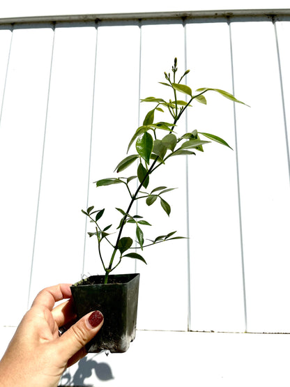 White Bower Vine Plant Garden Climbing Vine White Flower Ornamental Perennial Plant Pandorea Jasminoides Floral Vine Outdoor Starter Plant