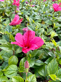 Tropical Hibiscus Lipstick Pink – Live Starter Plant for Garden