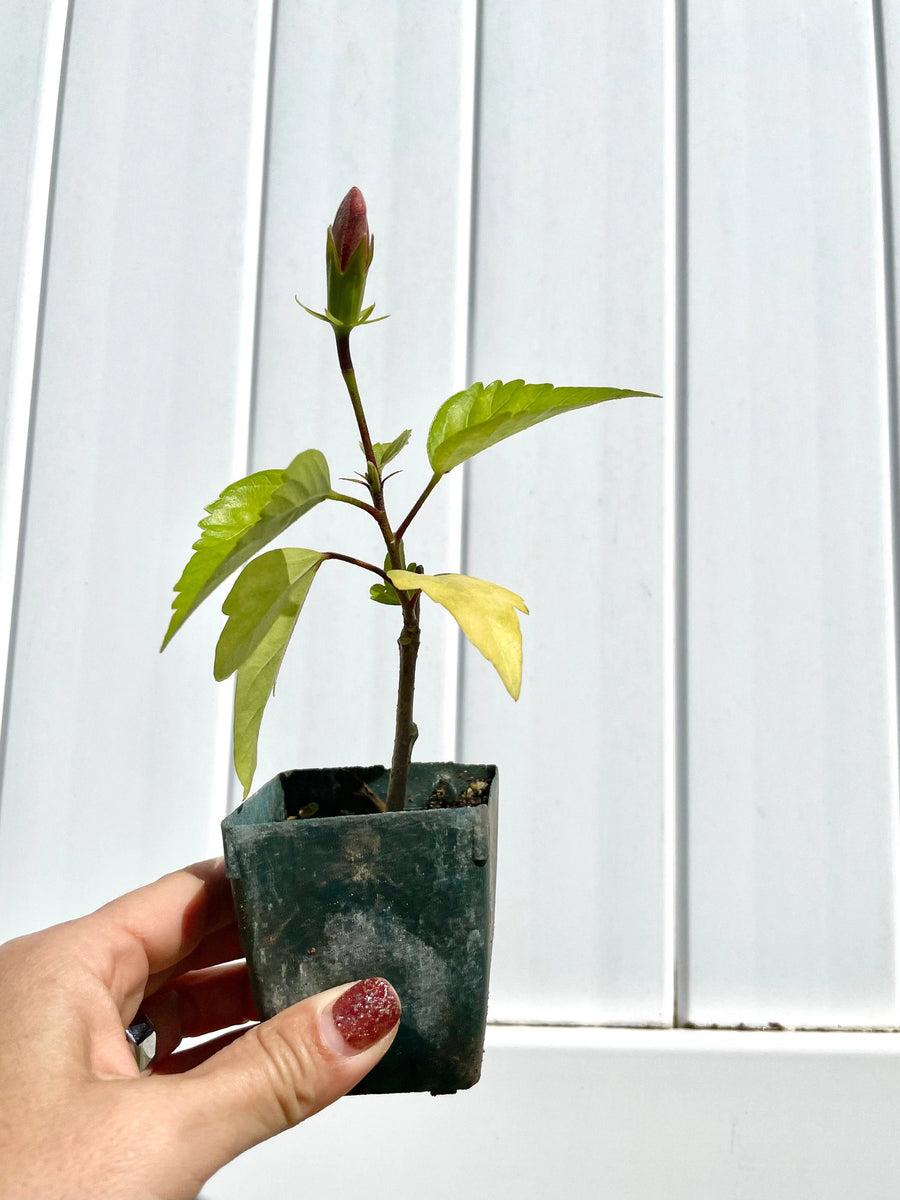 Tropical Hibiscus Lipstick Pink – Live Starter Plant for Garden