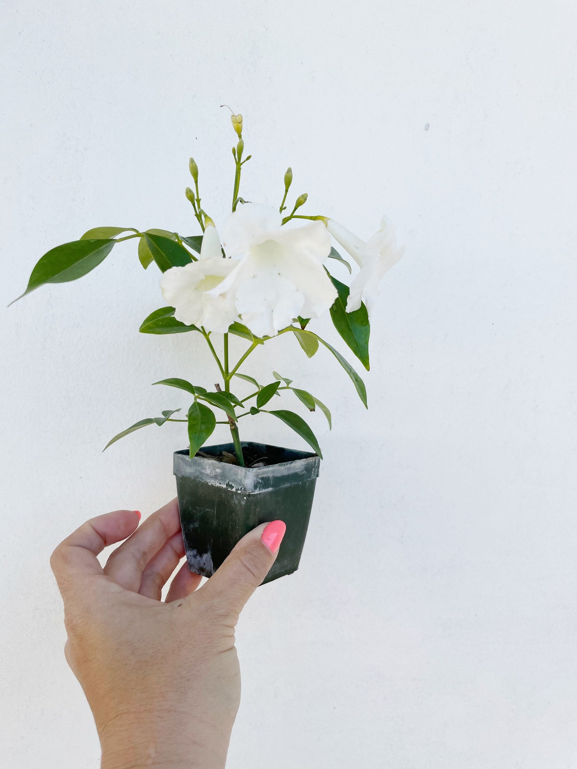 White Bower Vine Plant Garden Climbing Vine White Flower Ornamental Perennial Plant Pandorea Jasminoides Floral Vine Outdoor Starter Plant