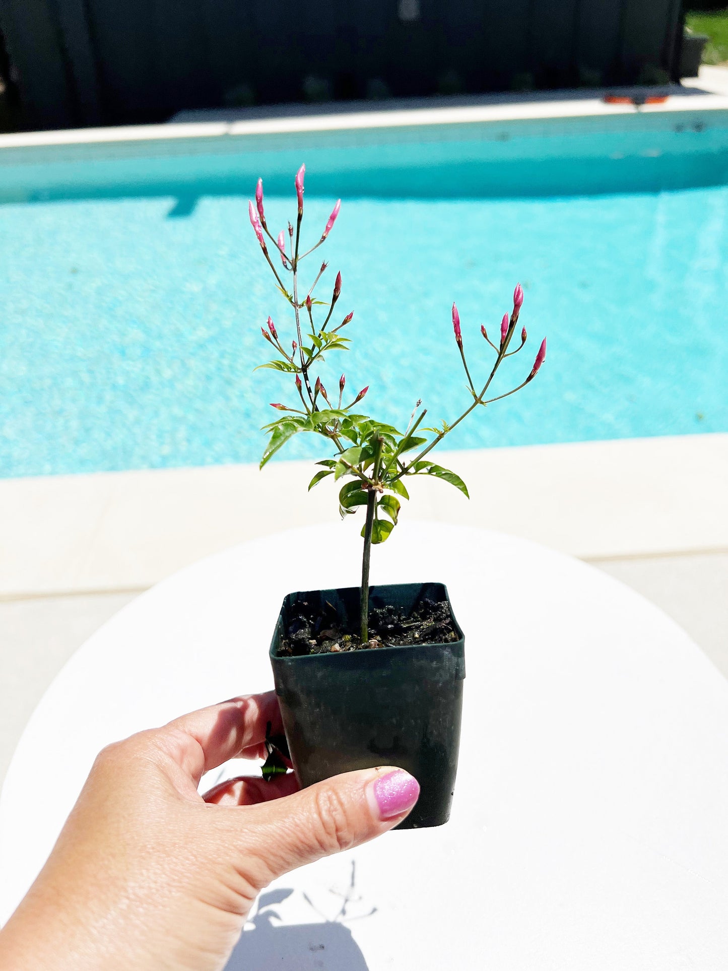 Mini Pink Jasmine Vine Outdoor Plant Pink Flower Indoor Plant Starter Jasminum Polyanthum Fragrant Flower Jasmine Pink Houseplant Live Plant