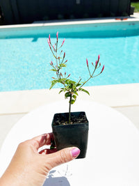 Mini Pink Jasmine Vine Outdoor Plant Pink Flower Indoor Plant Starter Jasminum Polyanthum Fragrant Flower Jasmine Pink Houseplant Live Plant