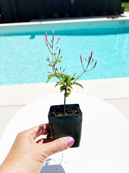 Mini Pink Jasmine Vine Outdoor Plant Pink Flower Indoor Plant Starter Jasminum Polyanthum Fragrant Flower Jasmine Pink Houseplant Live Plant