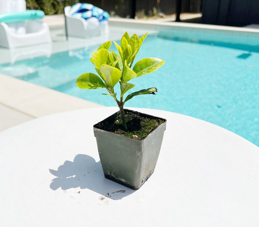 Cape Jasmine - Gardenia Jasminoides Fragrant White Flower Starter Plant in 2" Pot