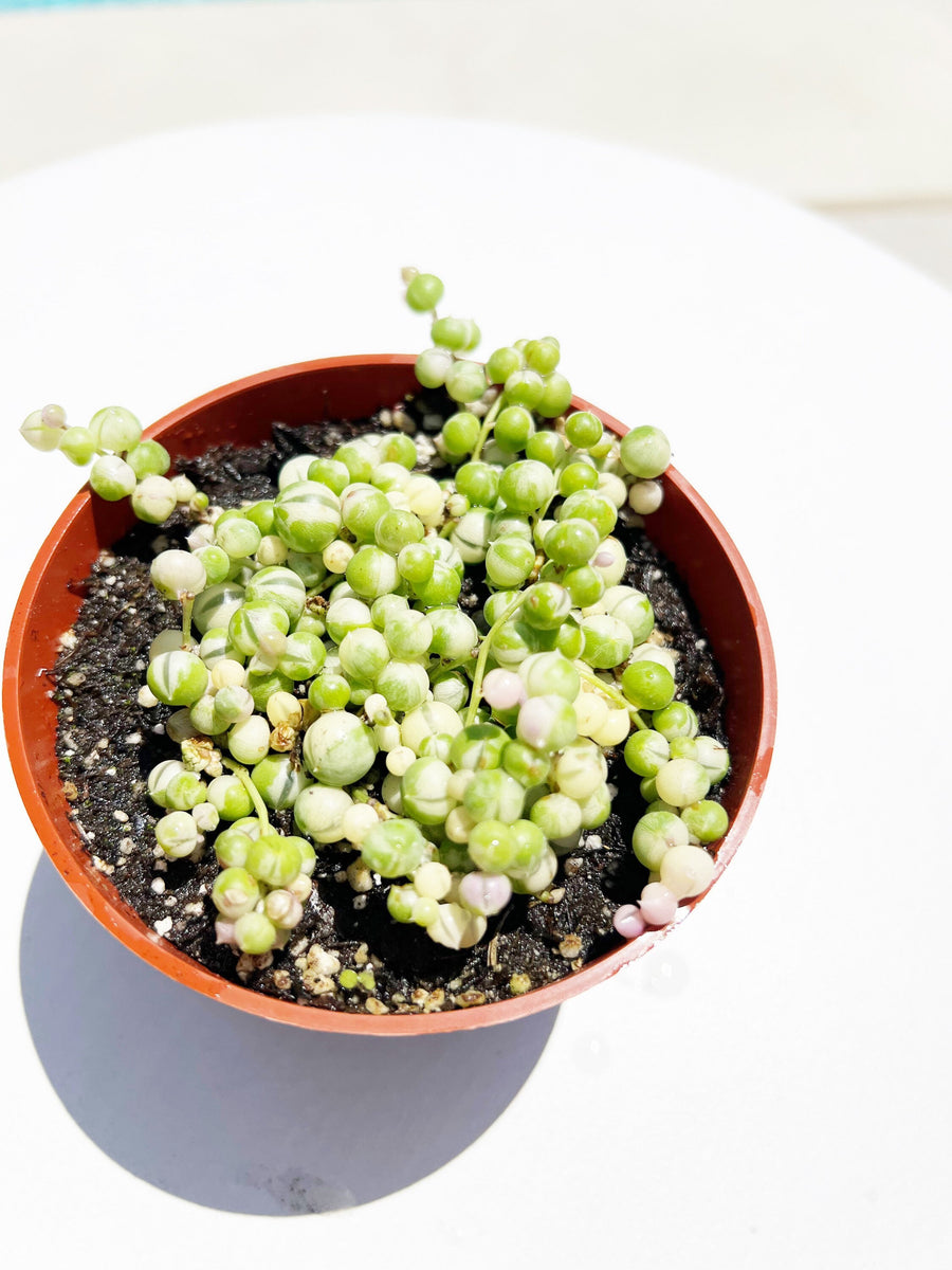 Variegated String of Pearls' | Indoor House Plant | 4 inch pot | Succulent