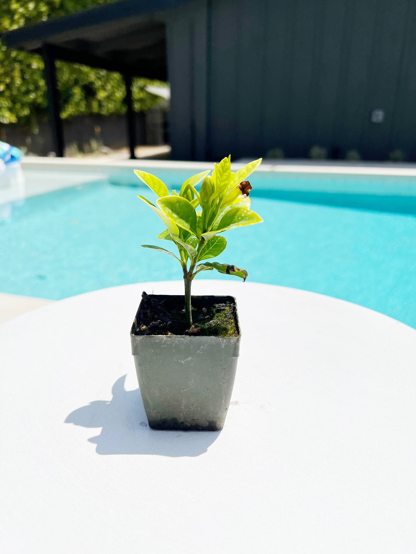 Cape Jasmine - Gardenia Jasminoides Fragrant White Flower Starter Plant in 2" Pot