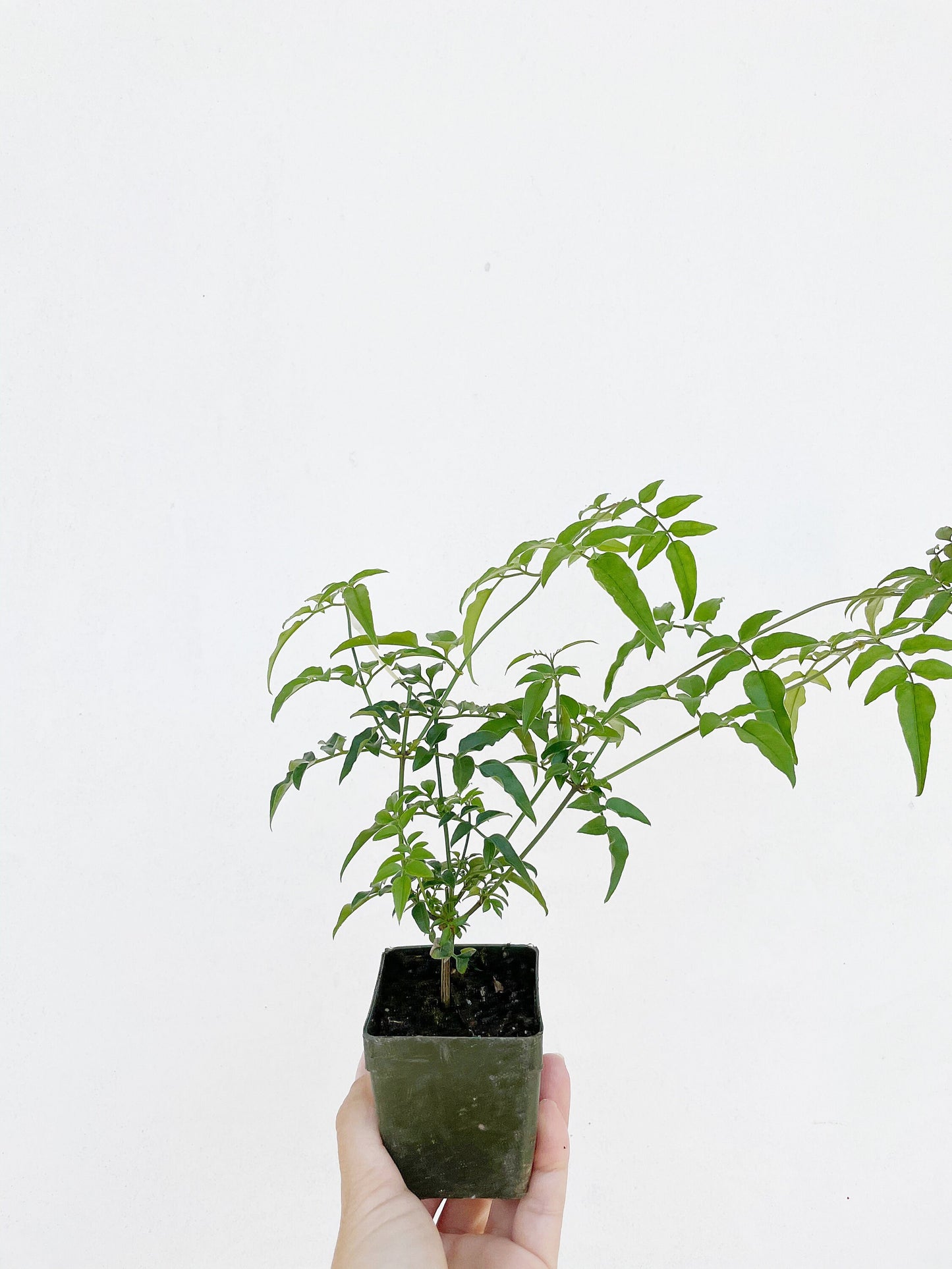 Mini Pink Jasmine Vine Outdoor Plant Pink Flower Indoor Plant Starter Jasminum Polyanthum Fragrant Flower Jasmine Pink Houseplant Live Plant