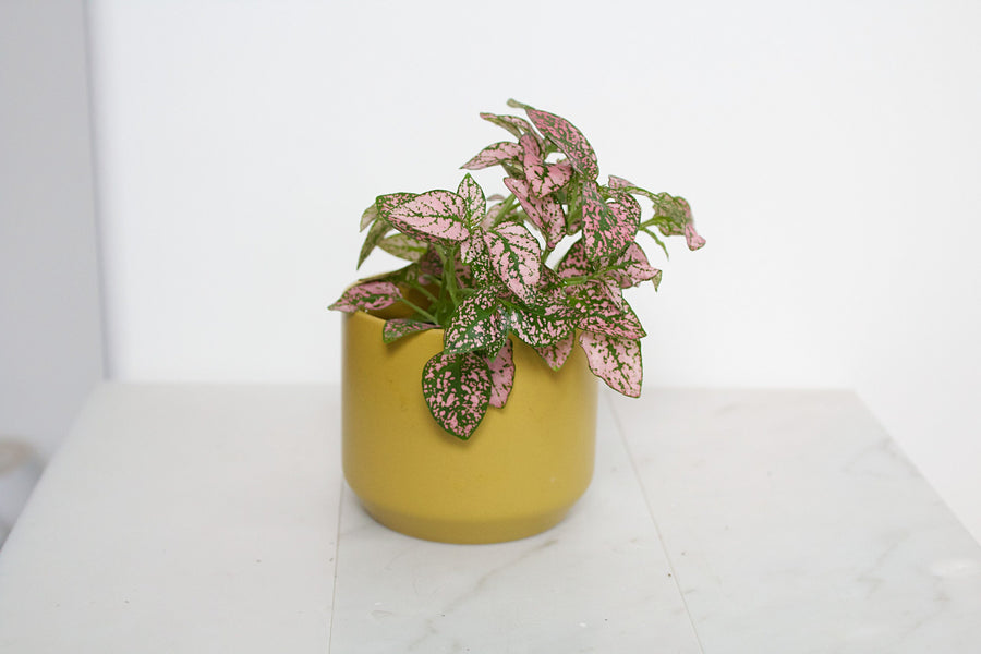 Polka Dot Plant | Rose Splash Hypoestes | Mini Indoor House Plant | 2 inch Pot Starter Plant | Pink Plant