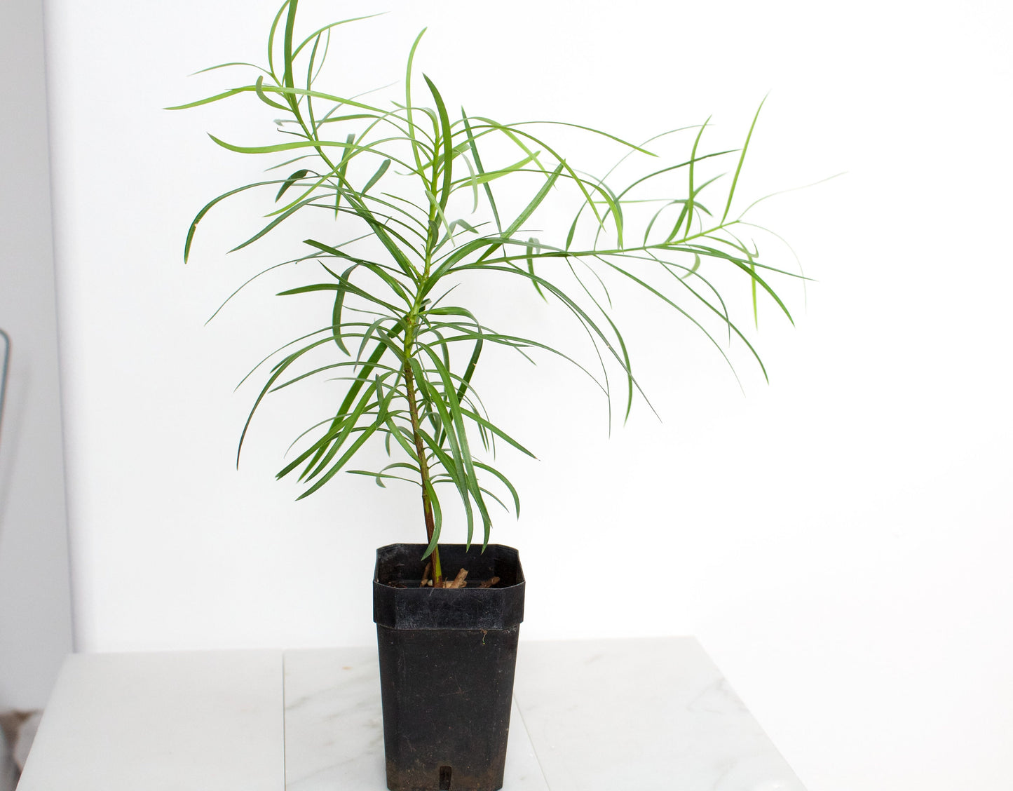 Fern Podocarpus Garcilior Hedge Outdoor Starter Plant
Landscape Fern Plant for Outdoor Garden Spaces
Hardy Fern Hedge Starter Plant for Landscaping
Outdoor Greenery with Podocarpus Garcilior Fern