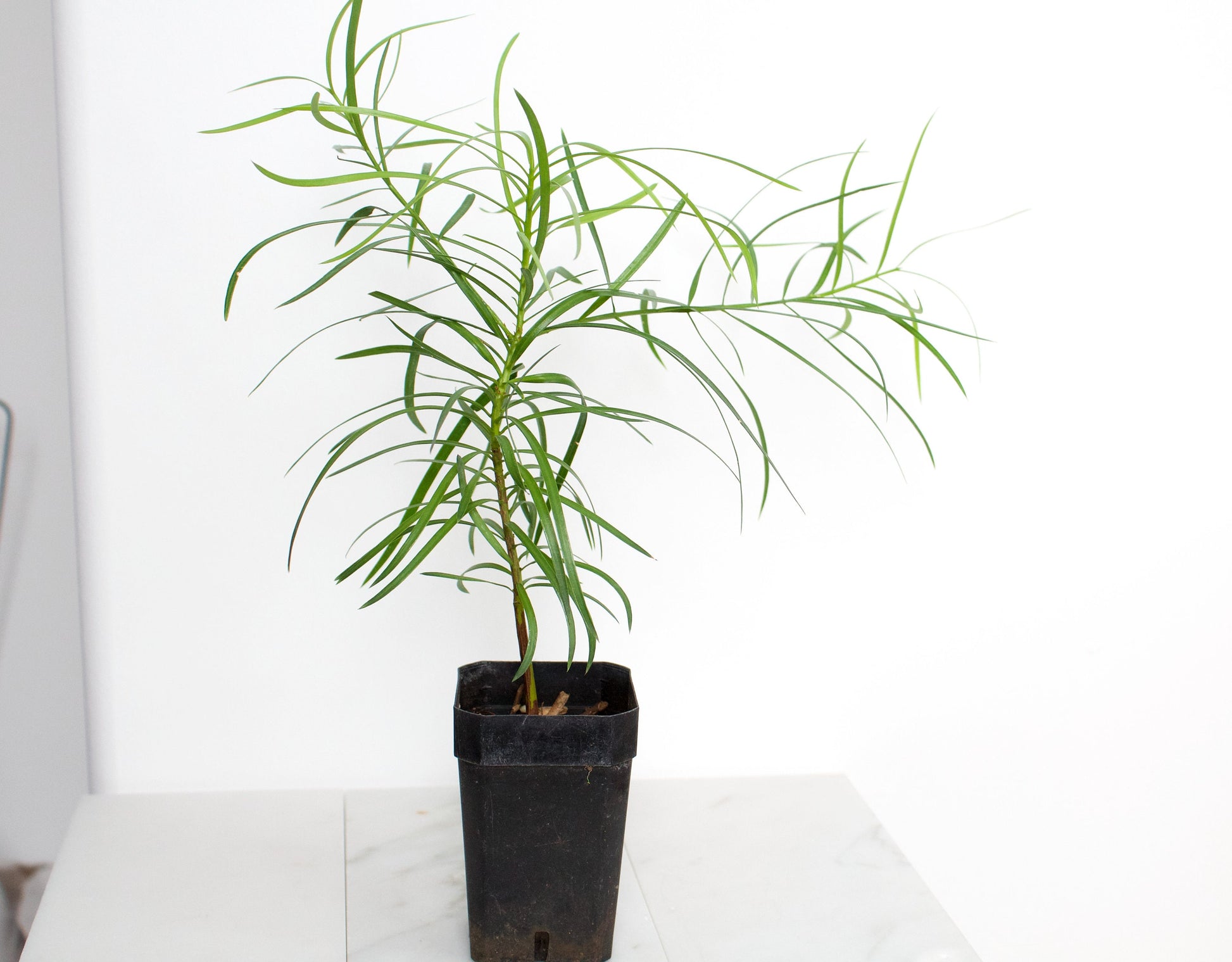 Fern Podocarpus Garcilior Hedge Outdoor Starter Plant
Landscape Fern Plant for Outdoor Garden Spaces
Hardy Fern Hedge Starter Plant for Landscaping
Outdoor Greenery with Podocarpus Garcilior Fern