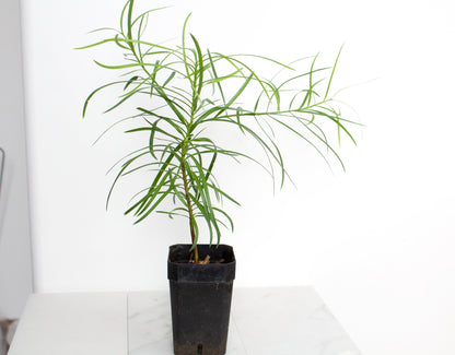 Fern Podocarpus Garcilior Hedge Outdoor Starter Plant
Landscape Fern Plant for Outdoor Garden Spaces
Hardy Fern Hedge Starter Plant for Landscaping
Outdoor Greenery with Podocarpus Garcilior Fern