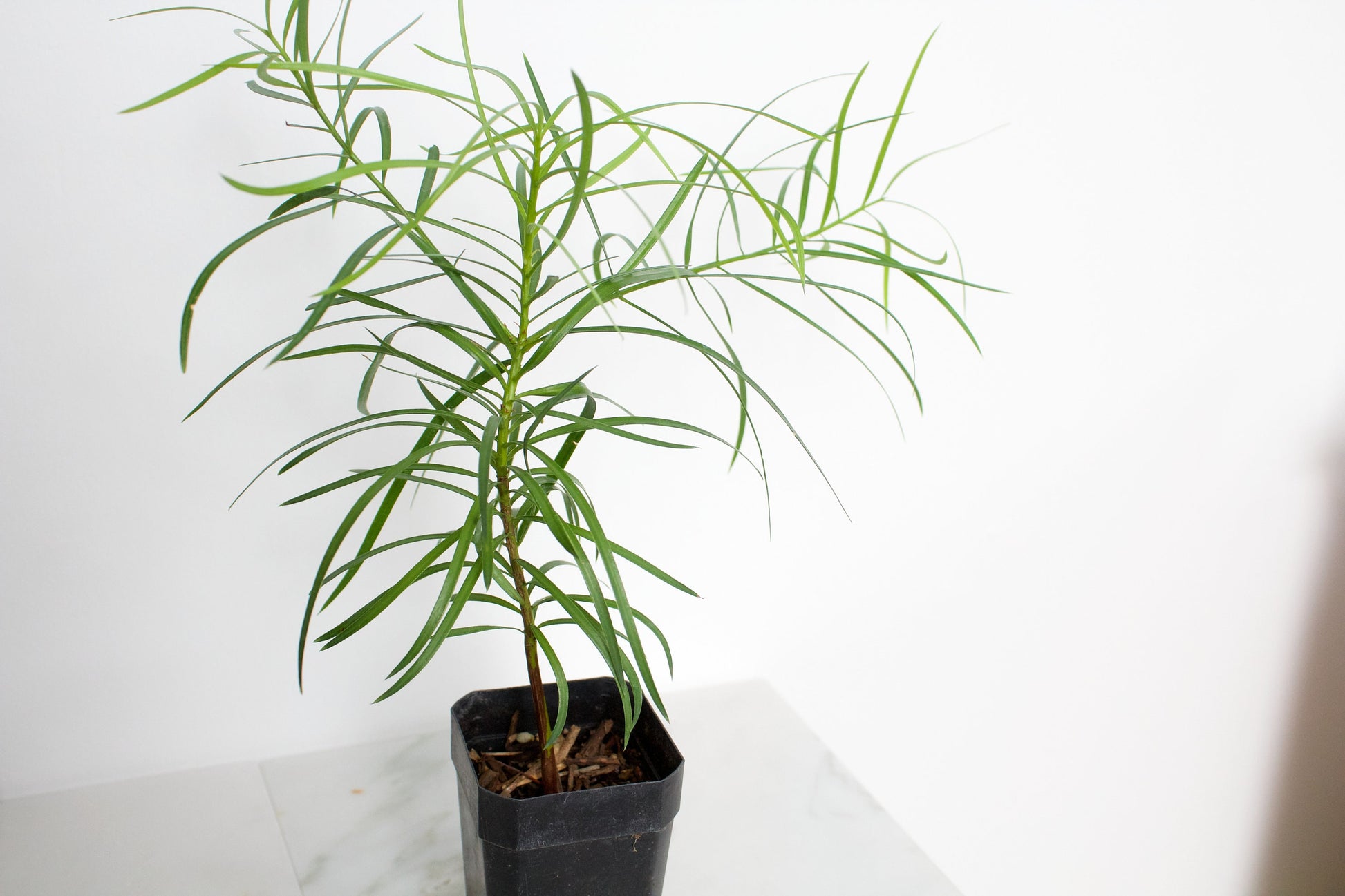 Fern Podocarpus Garcilior Hedge Outdoor Starter Plant
Landscape Fern Plant for Outdoor Garden Spaces
Hardy Fern Hedge Starter Plant for Landscaping
Outdoor Greenery with Podocarpus Garcilior Fern