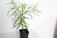 Fern Podocarpus Garcilior Hedge Outdoor Starter Plant
Landscape Fern Plant for Outdoor Garden Spaces
Hardy Fern Hedge Starter Plant for Landscaping
Outdoor Greenery with Podocarpus Garcilior Fern