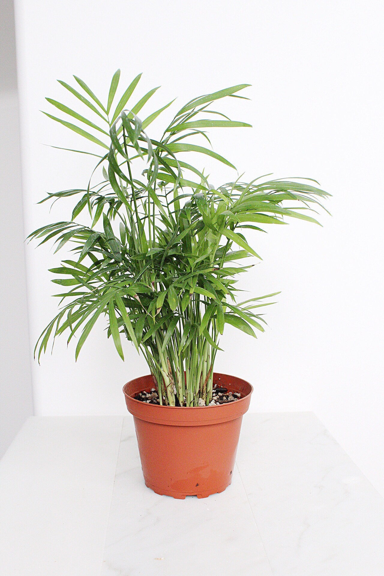Parlor Palm Tree Chamaedorea Neanthe Bella Indoor Houseplant Tropical Live Plant Decorative Palm Easy Care Home Decor Shade Plant Small Indoor Palm Tree: Potted Neanthe Bella Houseplant Decorative Chamaedorea Palm Easy Care Parlor Palm Tree