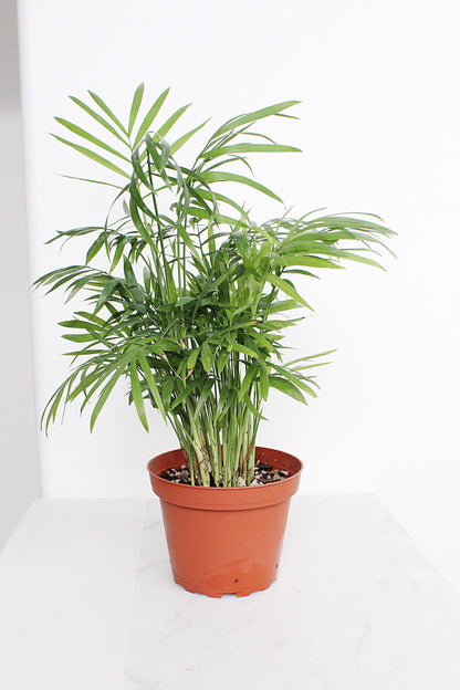 Parlor Palm Tree Chamaedorea Neanthe Bella Indoor Houseplant Tropical Live Plant Decorative Palm Easy Care Home Decor Shade Plant Small Indoor Palm Tree: Potted Neanthe Bella Houseplant Decorative Chamaedorea Palm Easy Care Parlor Palm Tree