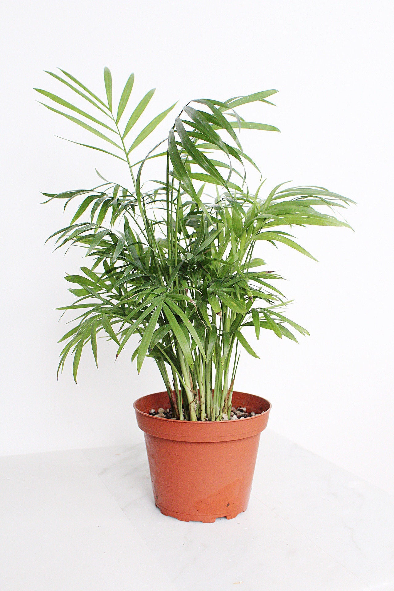 Parlor Palm Tree Chamaedorea Neanthe Bella Indoor Houseplant 4 inch pot Tropical Live Plant Decorative Palm Easy Care Home Decor Shade Plant