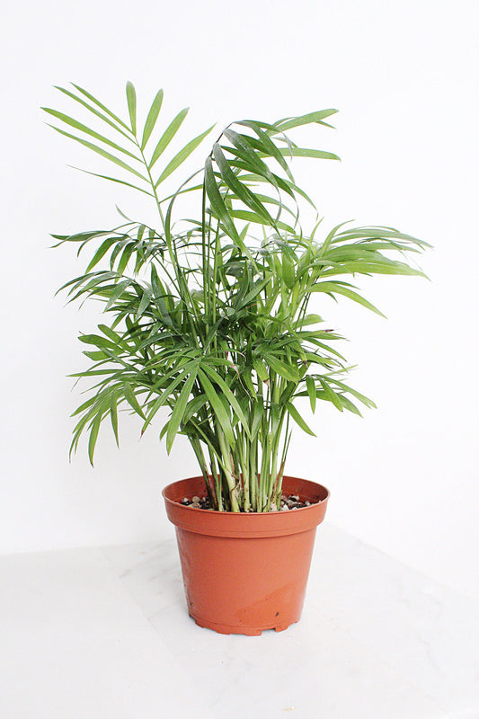 Parlor Palm Tree Chamaedorea Neanthe Bella Indoor Houseplant 4 inch pot Tropical Live Plant Decorative Palm Easy Care Home Decor Shade Plant