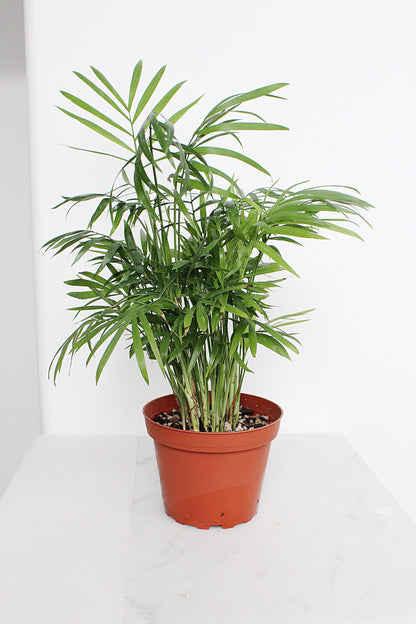 Parlor Palm Tree Chamaedorea Neanthe Bella Indoor Houseplant Tropical Live Plant Decorative Palm Easy Care Home Decor Shade Plant Small Indoor Palm Tree: Potted Neanthe Bella Houseplant Decorative Chamaedorea Palm Easy Care Parlor Palm Tree