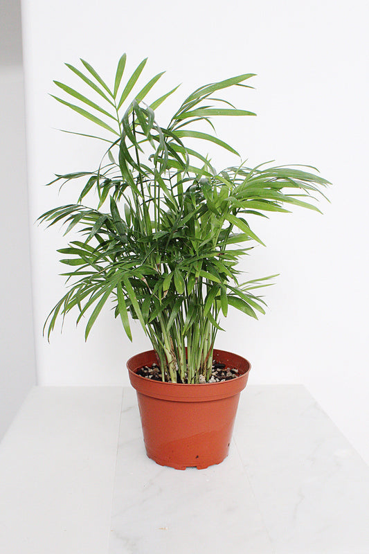 Parlor Palm Tree Chamaedorea Neanthe Bella Indoor Houseplant Tropical Live Plant Decorative Palm Easy Care Home Decor Shade Plant Small Indoor Palm Tree: Potted Neanthe Bella Houseplant Decorative Chamaedorea Palm Easy Care Parlor Palm Tree
