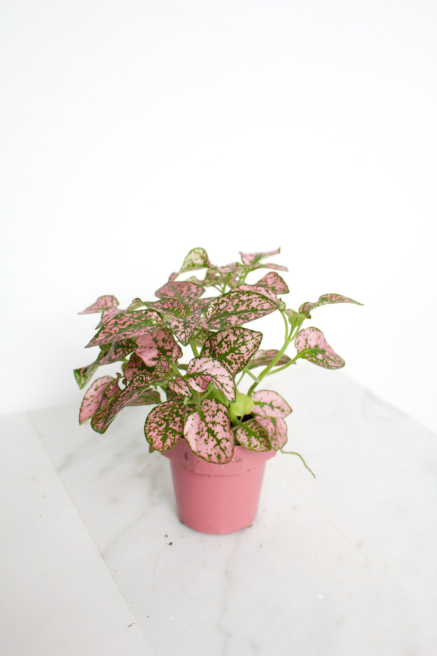 Polka Dot Plant | Rose Splash Hypoestes | Mini Indoor House Plant | 2 inch Pot Starter Plant | Pink Plant