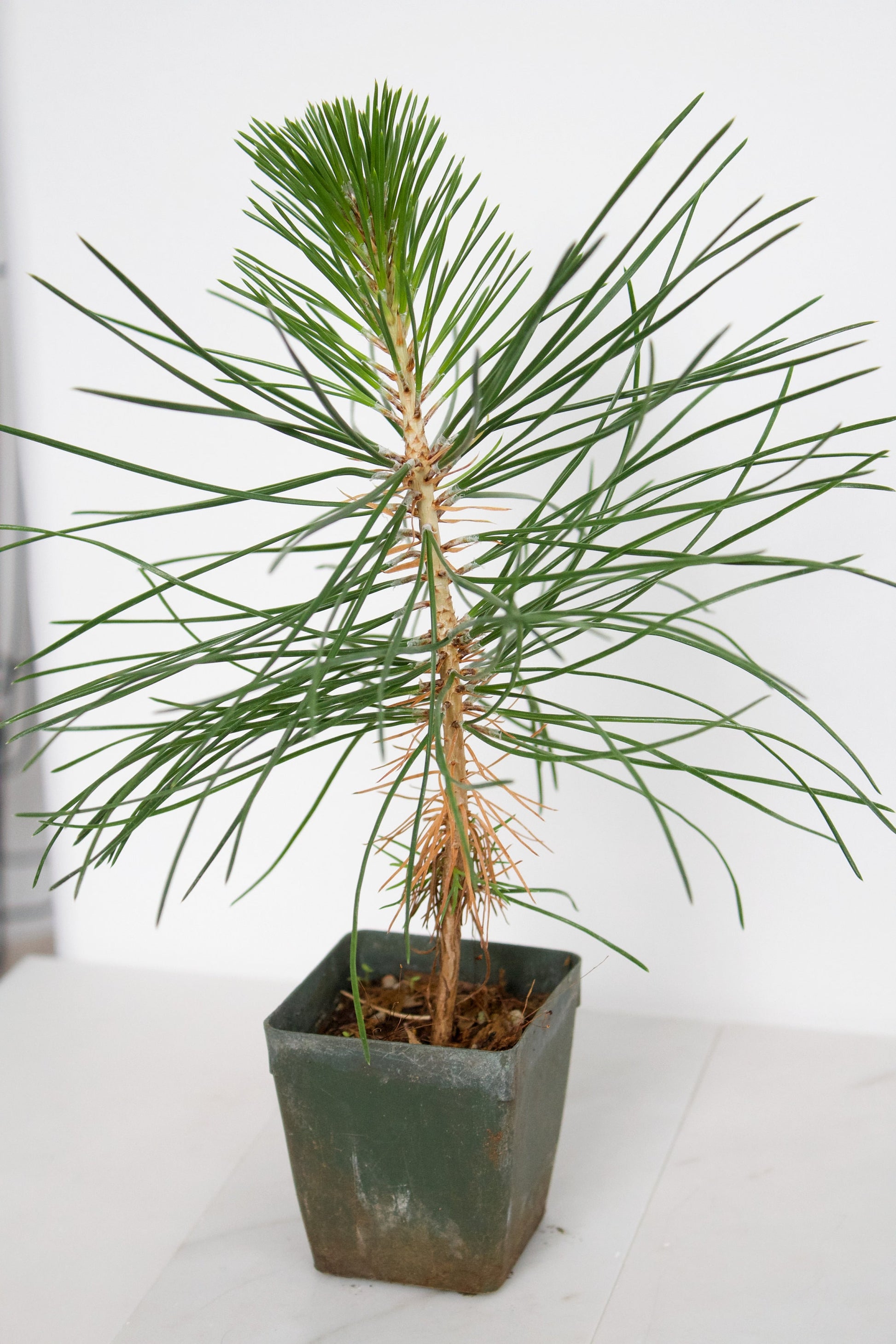 Japanese Black Pine Bonsai Tree Starter Plant Pinus Thunbergii Live Tree Japanese Pine Zen Garden House Plant Indoor Tree Outdoor Plant