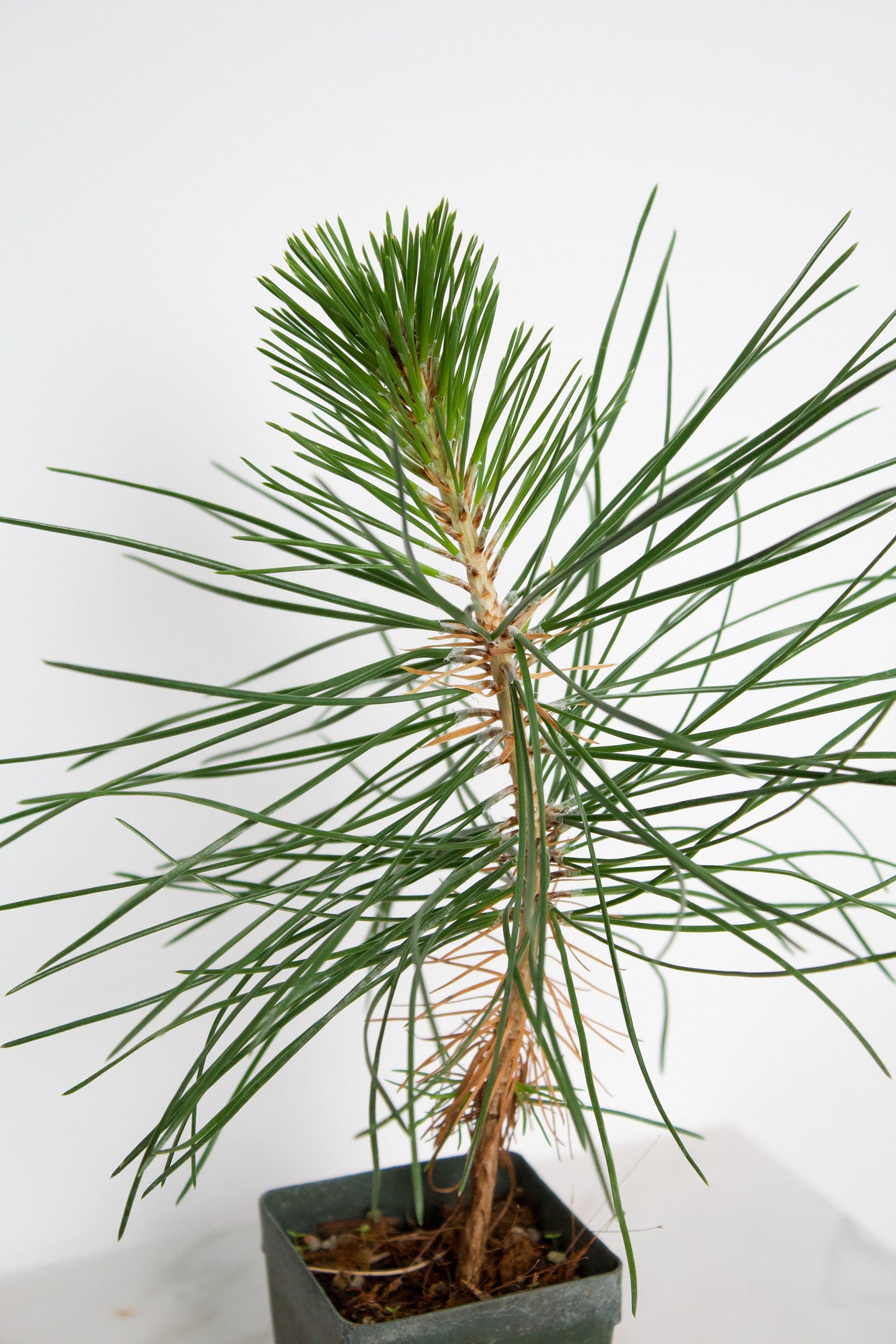 Japanese Black Pine Bonsai Tree Starter Plant Pinus Thunbergii Live Tree Japanese Pine Zen Garden House Plant Indoor Tree Outdoor Plant