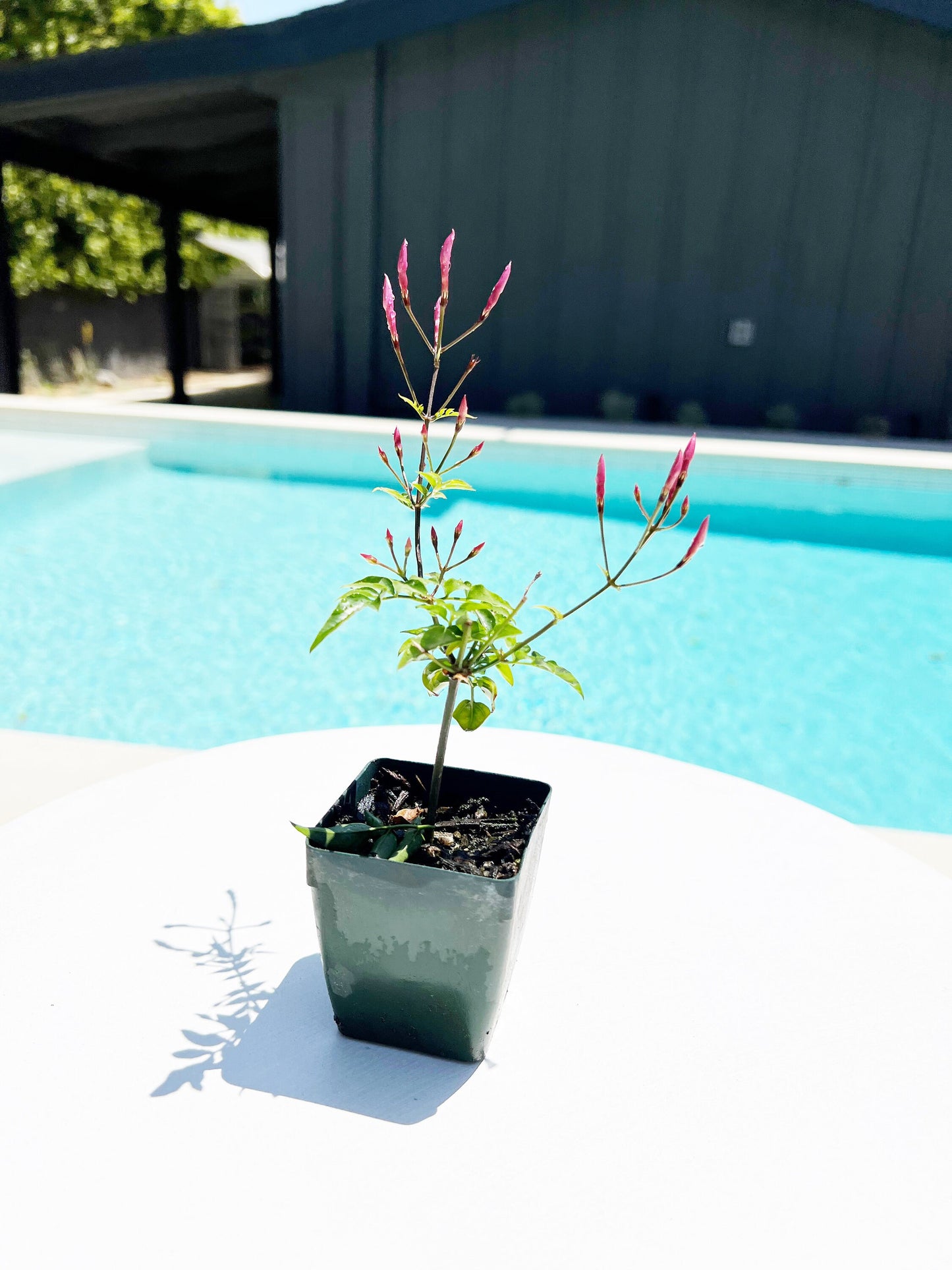 Mini Pink Jasmine Vine Outdoor Plant Pink Flower Indoor Plant Starter Jasminum Polyanthum Fragrant Flower Jasmine Pink Houseplant Live Plant