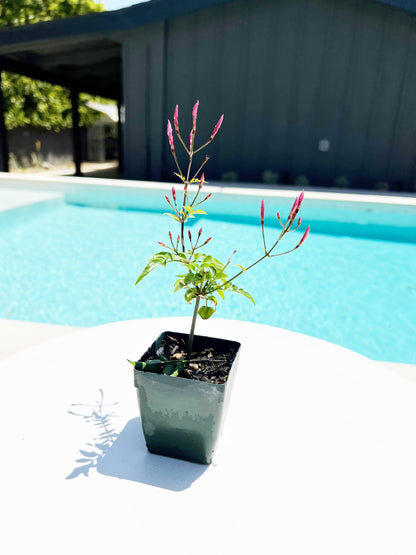 Mini Pink Jasmine Vine Outdoor Plant Pink Flower Indoor Plant Starter Jasminum Polyanthum Fragrant Flower Jasmine Pink Houseplant Live Plant