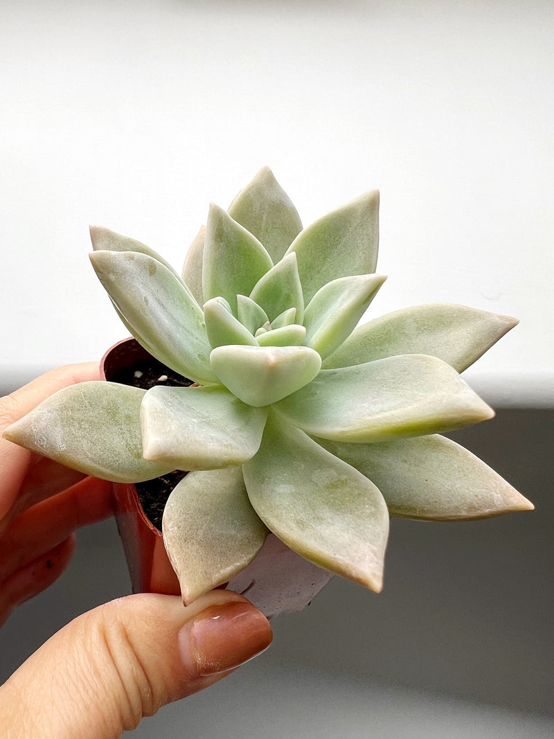 Succulent Plant 2" Mini Potted Succulents for Indoor Ghost Plant Home Office Decor House Wedding Baby Shower Party Favors Gifts for Her Live Succulent 2.5-inch - Wedding Baby Shower Party Favors and Gifts for Her