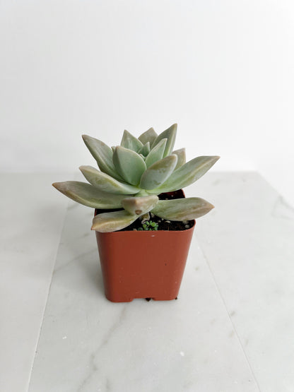 Succulent Plant 2" Mini Potted Succulents for Indoor Ghost Plant Home Office Decor House Wedding Baby Shower Party Favors Gifts for Her Live Succulent 2.5-inch - Wedding Baby Shower Party Favors and Gifts for Her