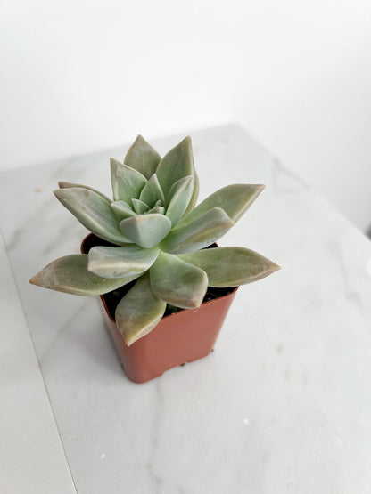 Succulent Plant 2" Mini Potted Succulents for Indoor Ghost Plant Home Office Decor House Wedding Baby Shower Party Favors Gifts for Her Live Succulent 2.5-inch - Wedding Baby Shower Party Favors and Gifts for Her