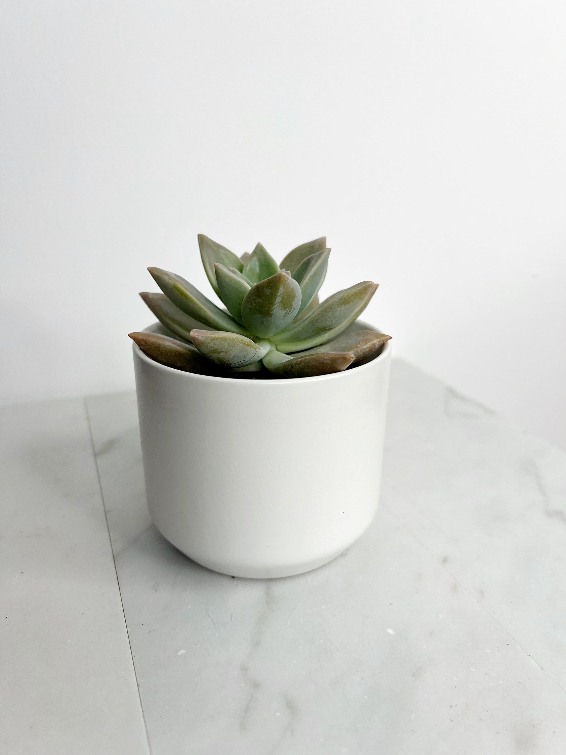 Succulent Plant 2" Mini Potted Succulents for Indoor Ghost Plant Home Office Decor House Wedding Baby Shower Party Favors Gifts for Her Live Succulent 2.5-inch - Wedding Baby Shower Party Favors and Gifts for Her