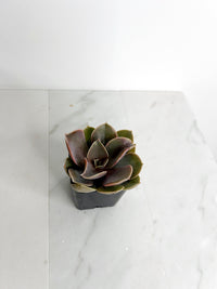 Live 2" Mini Potted Succulent Plant for Indoor Echeveria lilacina Home Office Decor House Wedding Baby Shower Party Favors Gifts for Her Mini Potted Succulents - Ideal for Wedding Baby Shower Party Favor