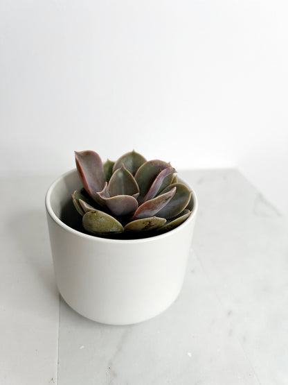 Live 2" Mini Potted Succulent Plant for Indoor Echeveria lilacina Home Office Decor House Wedding Baby Shower Party Favors Gifts for Her Mini Potted Succulents - Ideal for Wedding Baby Shower Party Favor