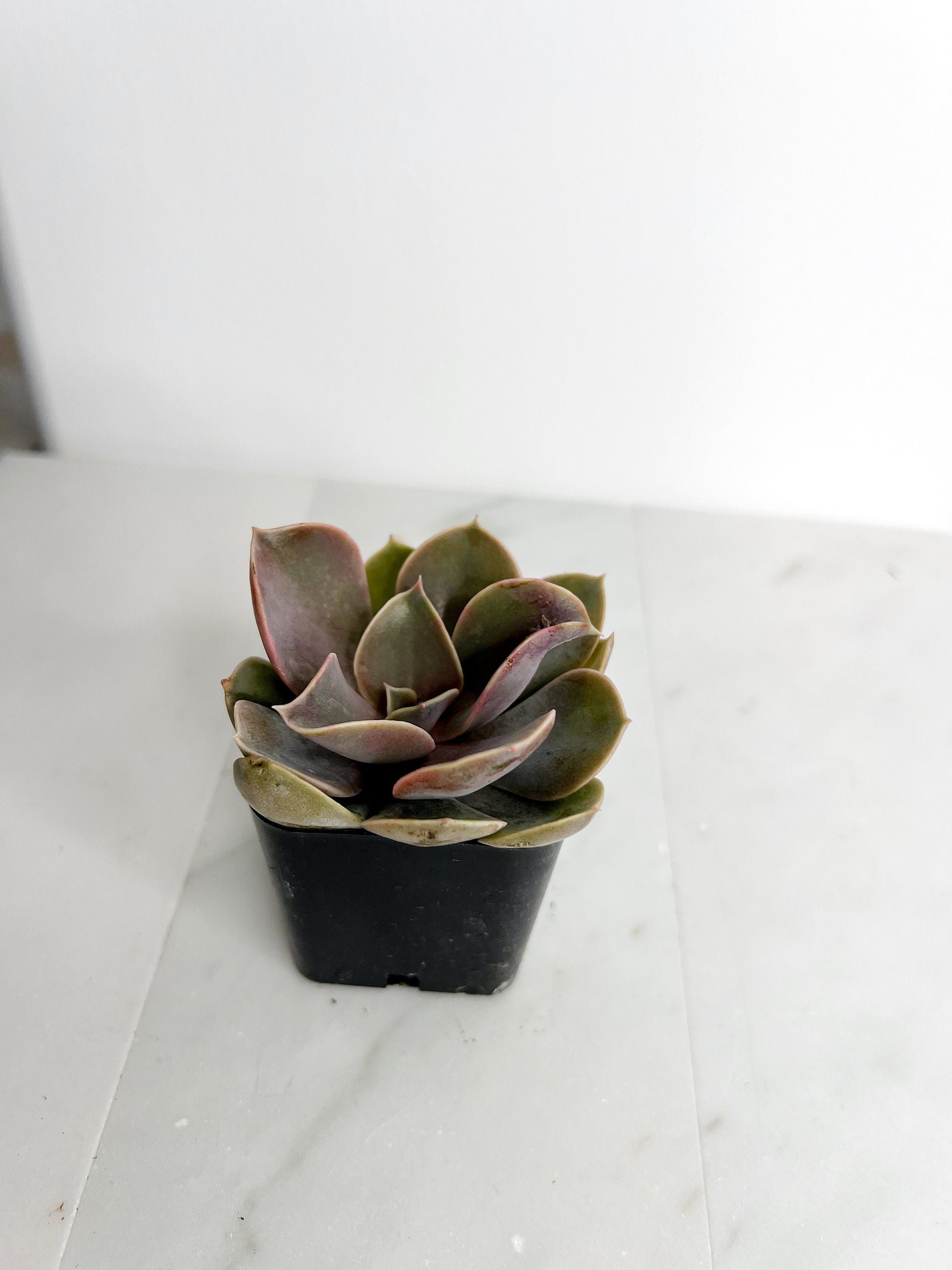 Live 2" Mini Potted Succulent Plant for Indoor Echeveria lilacina Home Office Decor House Wedding Baby Shower Party Favors Gifts for Her Mini Potted Succulents - Ideal for Wedding Baby Shower Party Favor