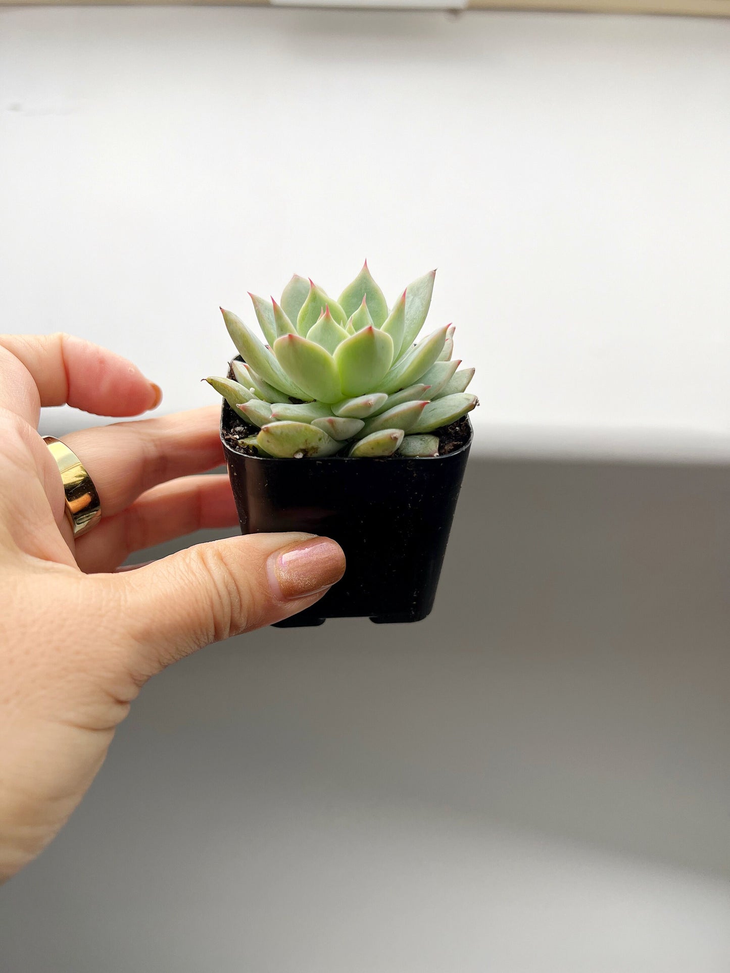 Succulent Live 2" Mini Potted Plant for Indoor Echeveria Pulidonis Home Office Decor House Wedding Baby Shower Party Favors Gifts for Her
