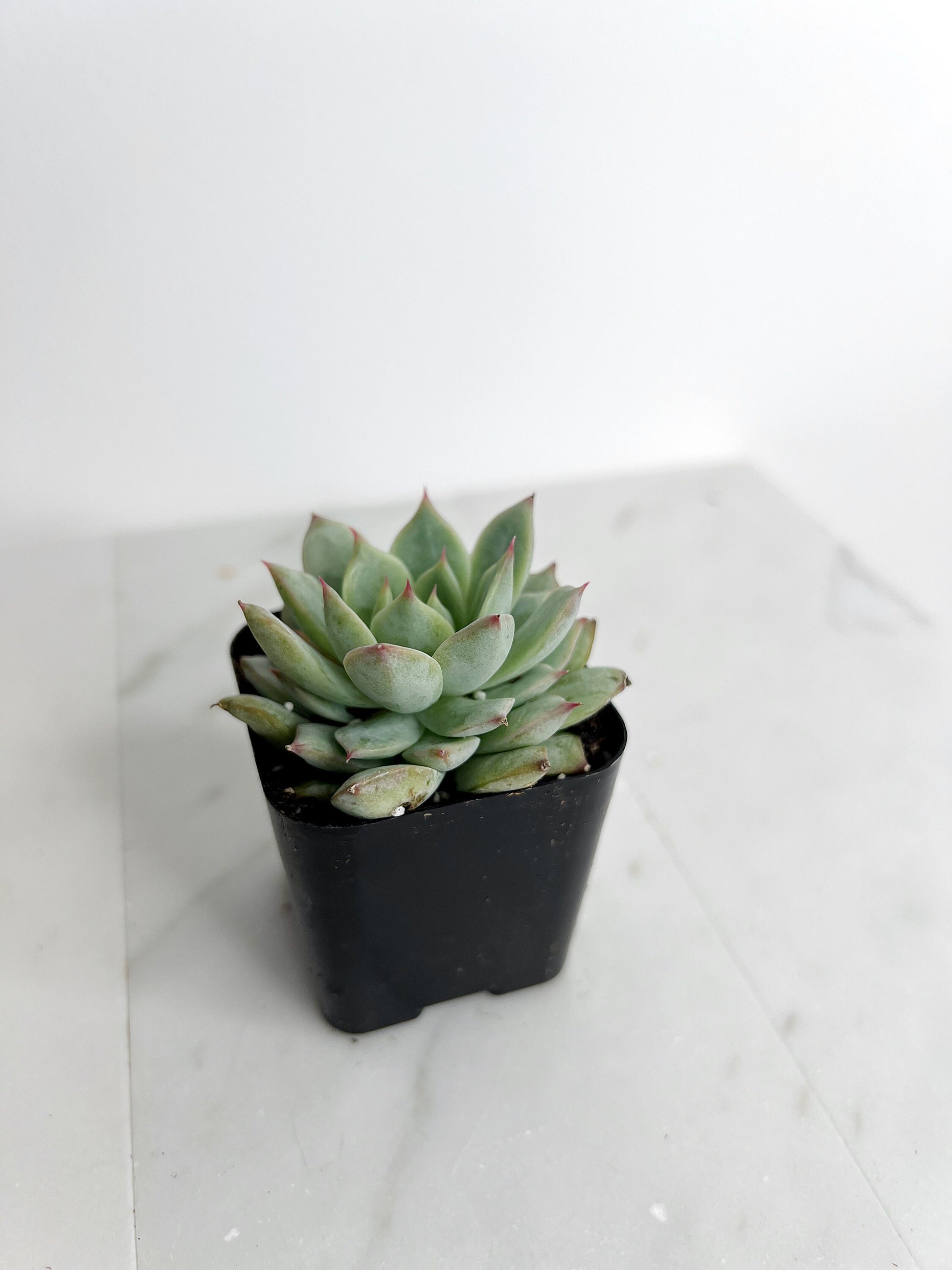 Succulent Live 2" Mini Potted Plant for Indoor Echeveria Pulidonis Home Office Decor House Wedding Baby Shower Party Favors Gifts for Her