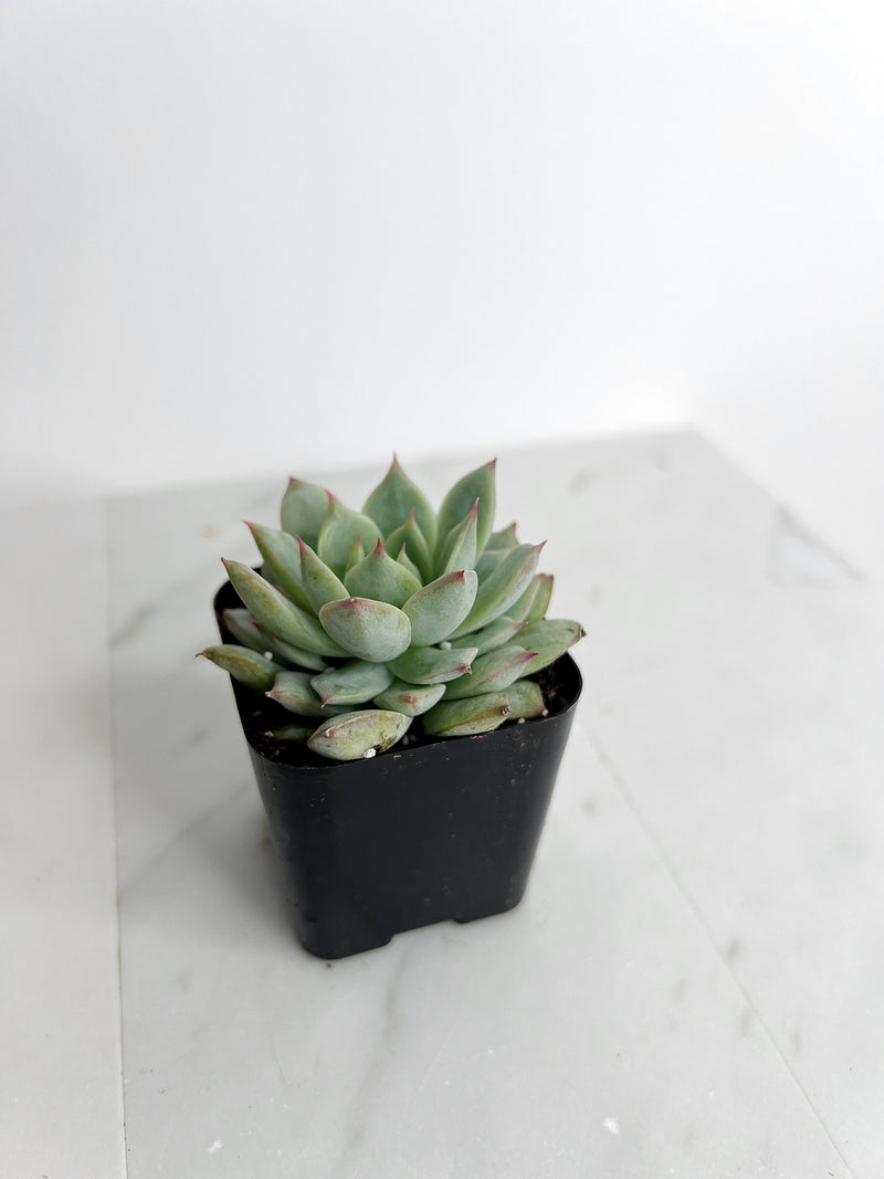 Succulent Live 2" Mini Potted Plant for Indoor Echeveria Pulidonis Home Office Decor House Wedding Baby Shower Party Favors Gifts for Her